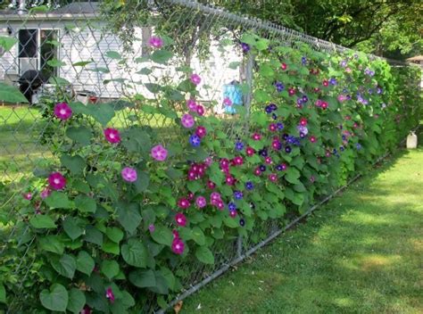 chain link fence climbing plants