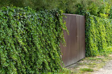 ivy on chain link fence